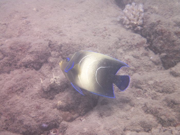 Pomacanthus semicirculatus