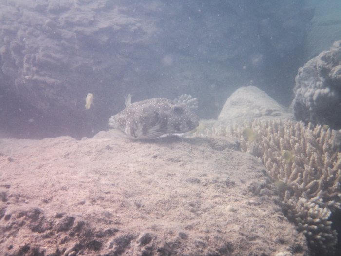 Arothron hispidus