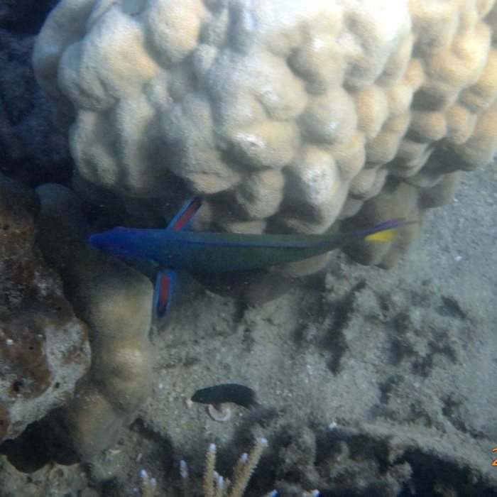 Thalassoma lunare