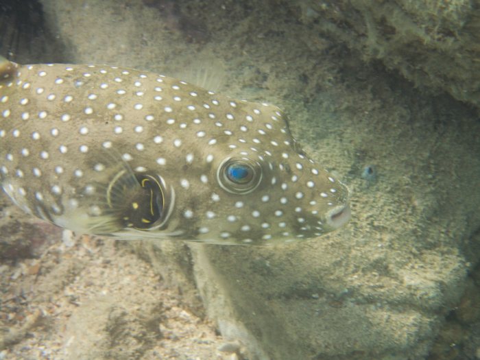 Arothron hispidus