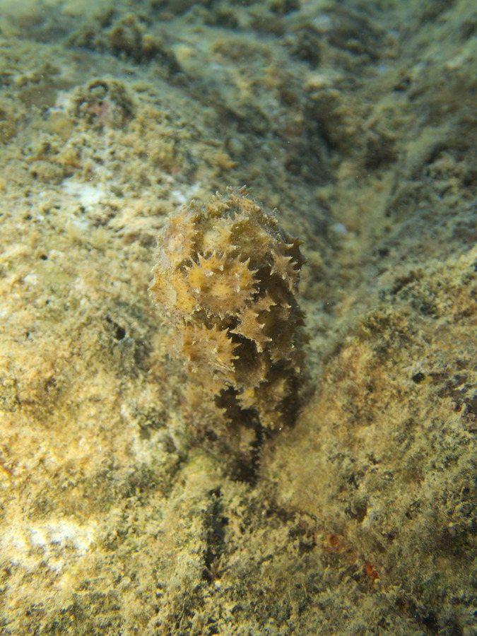 Turbinaria ornata