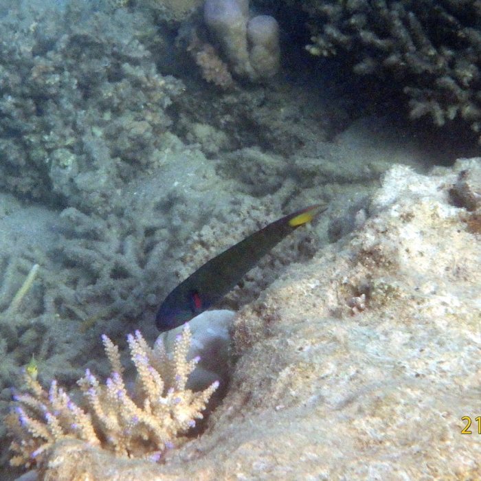 Thalassoma lunare