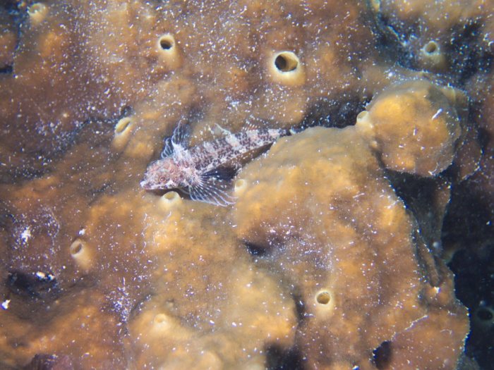 Poissons osseux