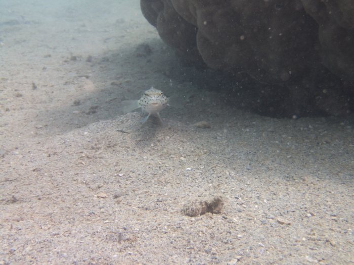 Parapercis hexophtalma
