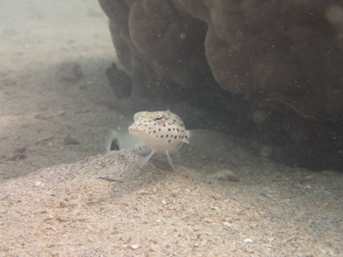 Parapercis hexophtalma