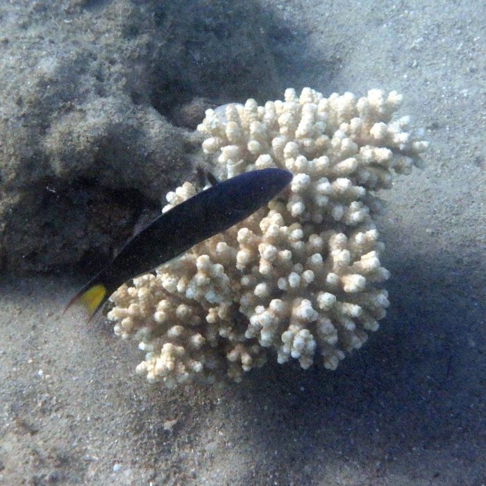 Thalassoma lunare