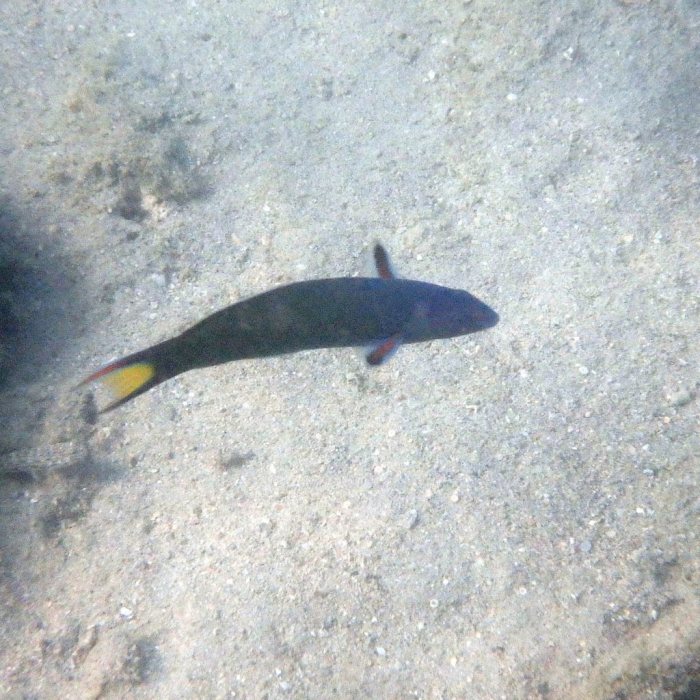 Thalassoma lunare