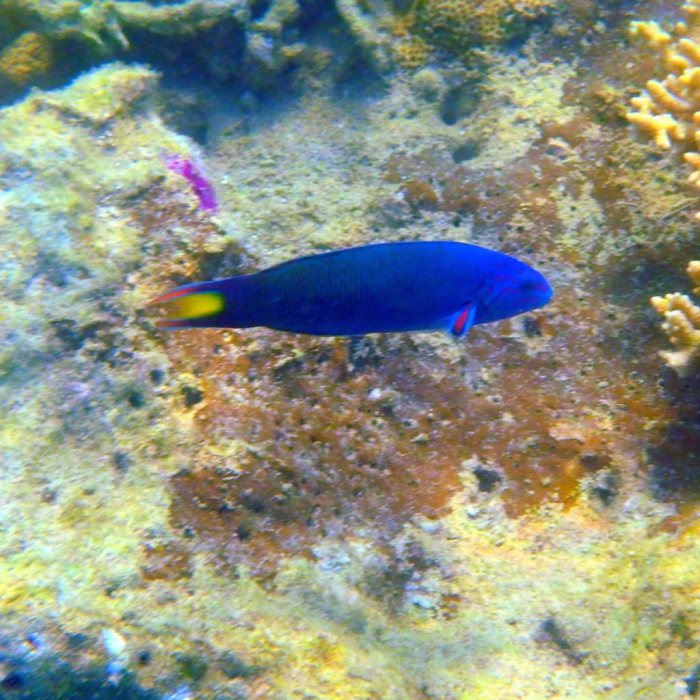 Thalassoma lunare