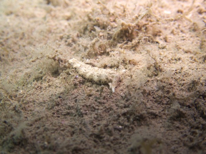 Plakobranchus ocellatus