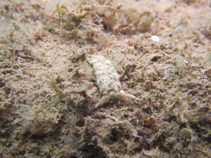 Plakobranchus ocellatus