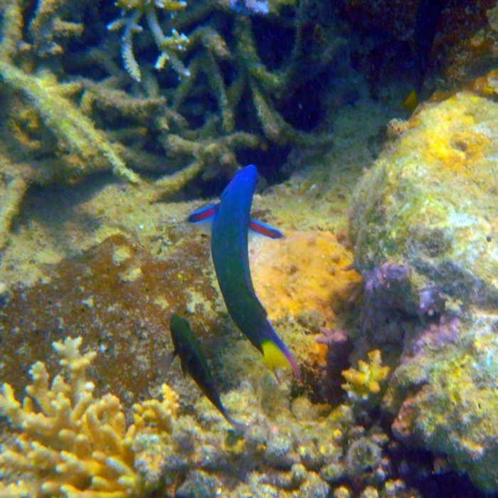 Thalassoma lunare