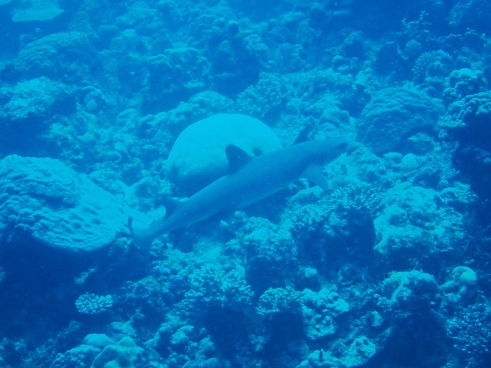 Carcharhinus amblyrhynchos
