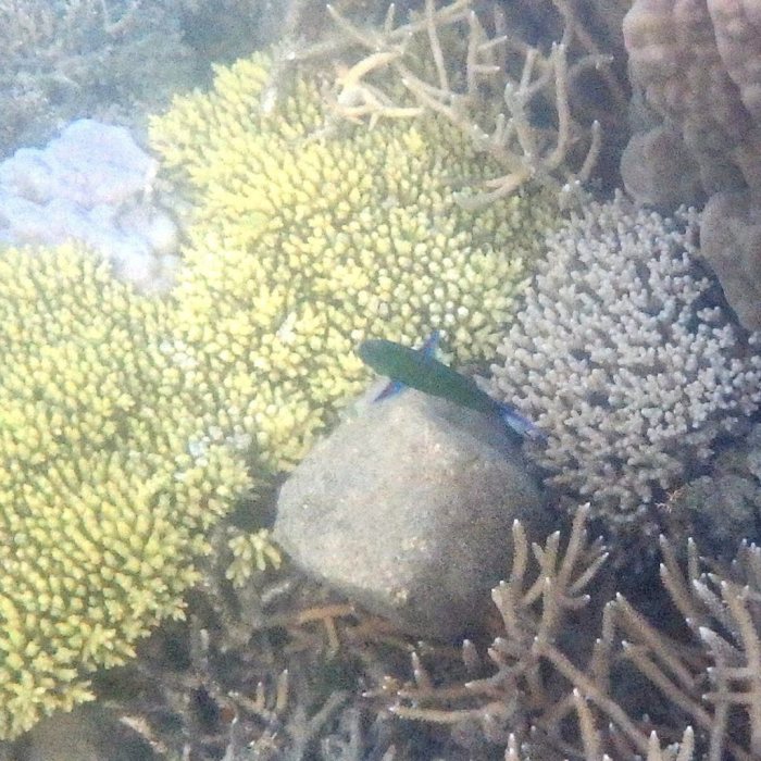 Thalassoma lunare