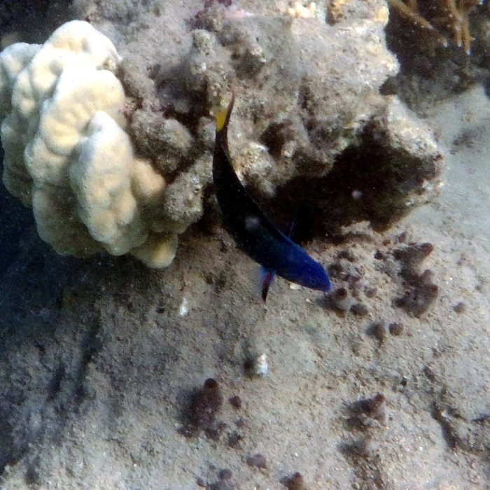 Thalassoma lunare