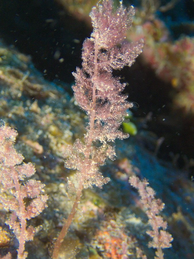 Asparagopsis armata