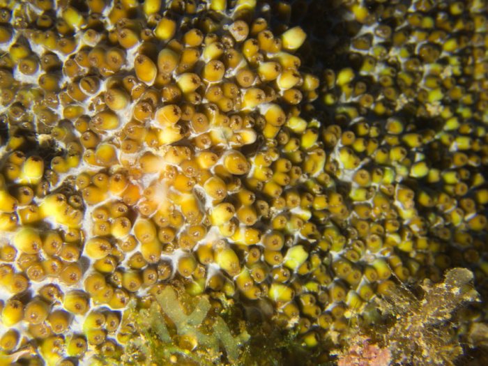 Corail dur