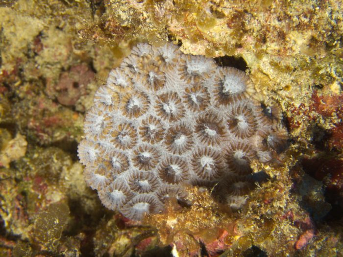 Corail dur