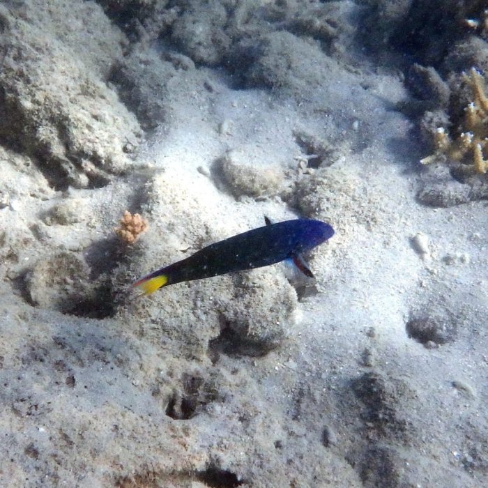 Thalassoma lunare