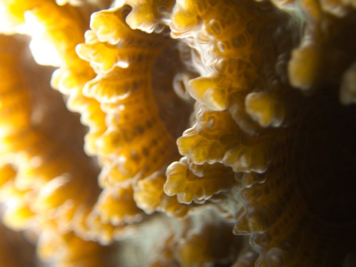 Corail dur
