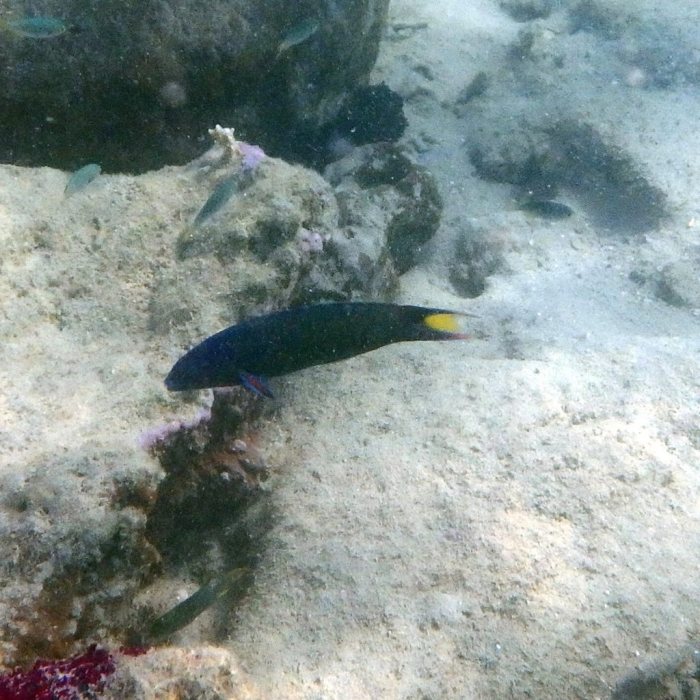 Thalassoma lunare
