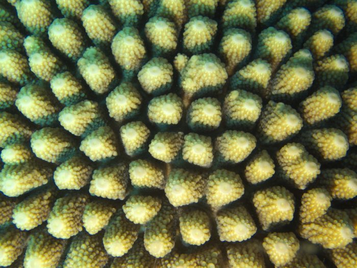 Corail dur