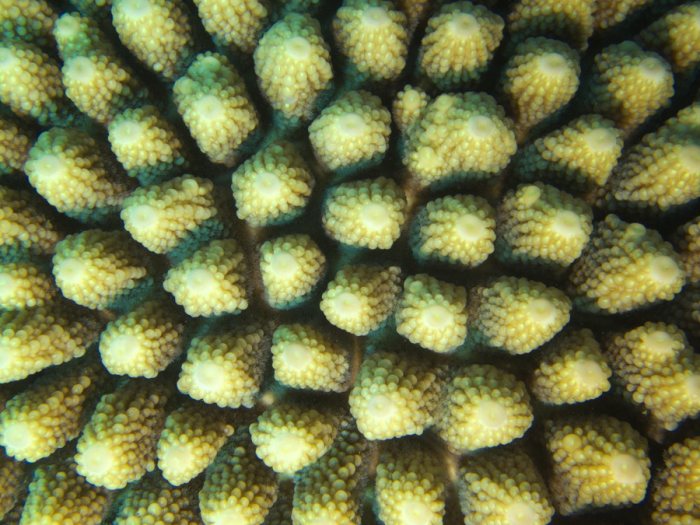 Corail dur