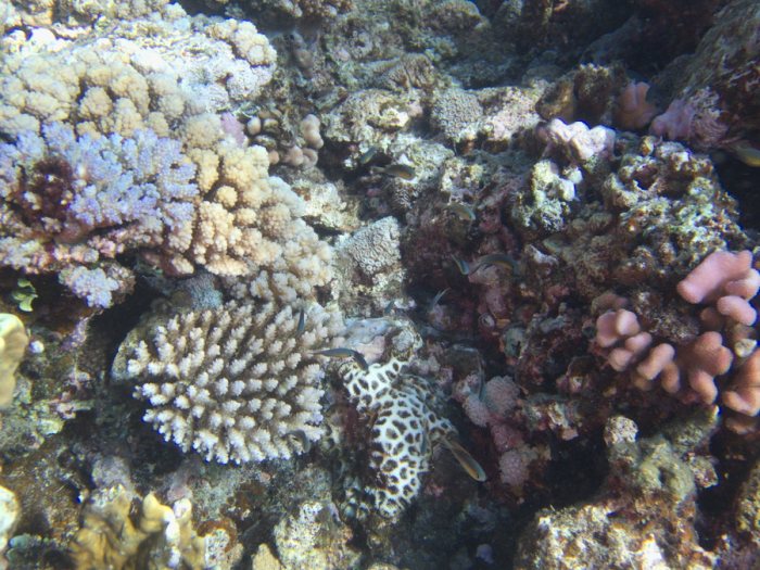 Corail dur