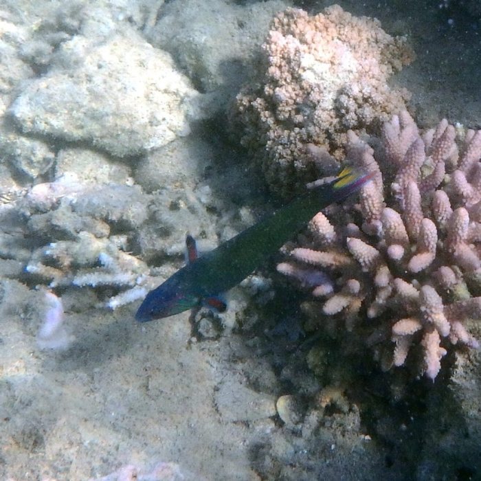Thalassoma lunare