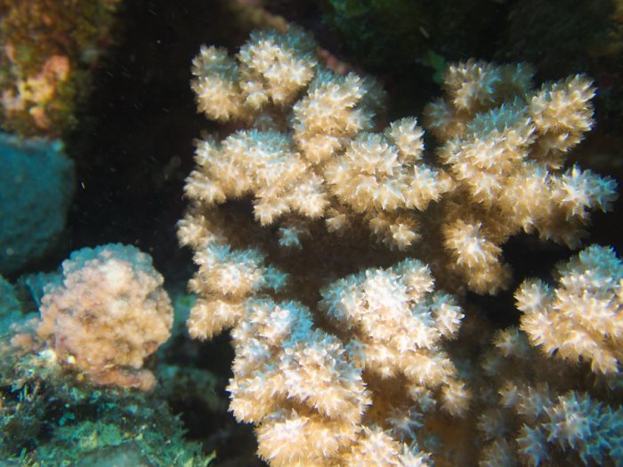 Corail dur