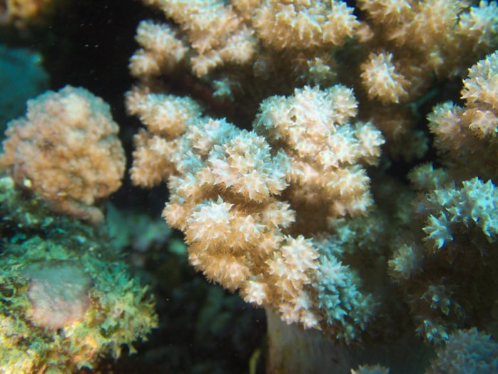 Corail dur