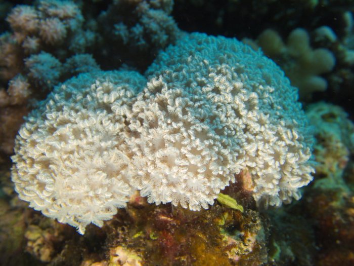 Corail dur