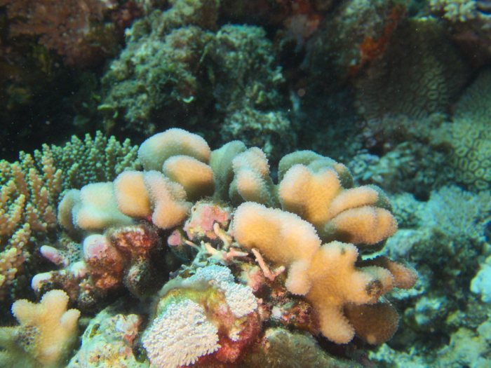Corail dur