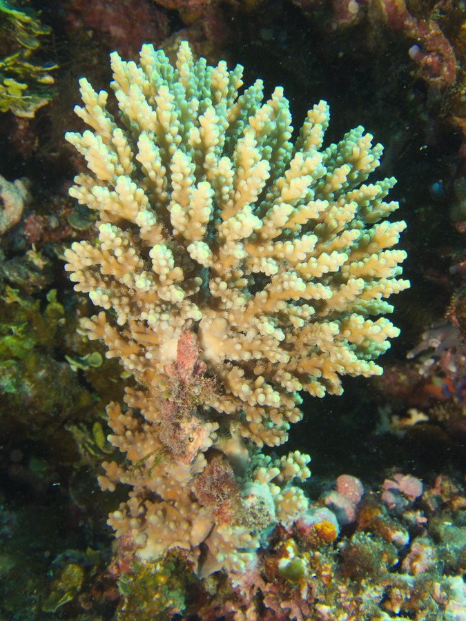 Corail dur
