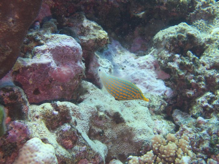 Oxymonacanthus longirostris