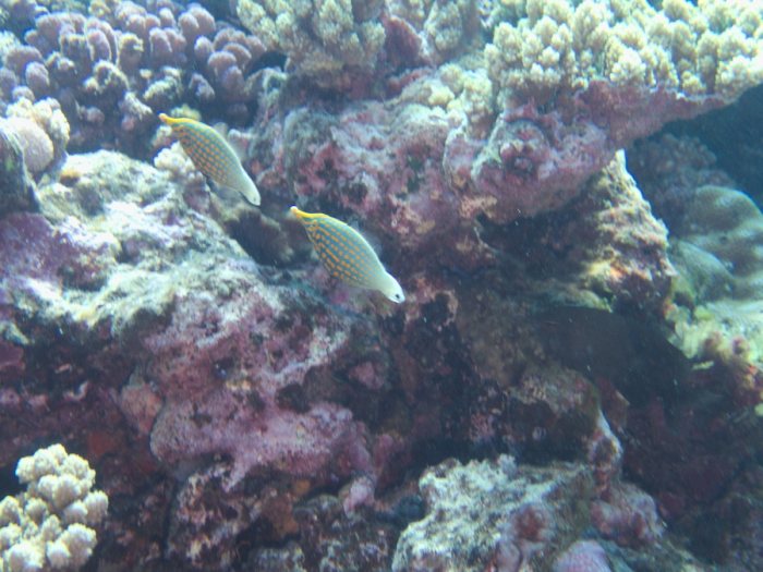 Oxymonacanthus longirostris