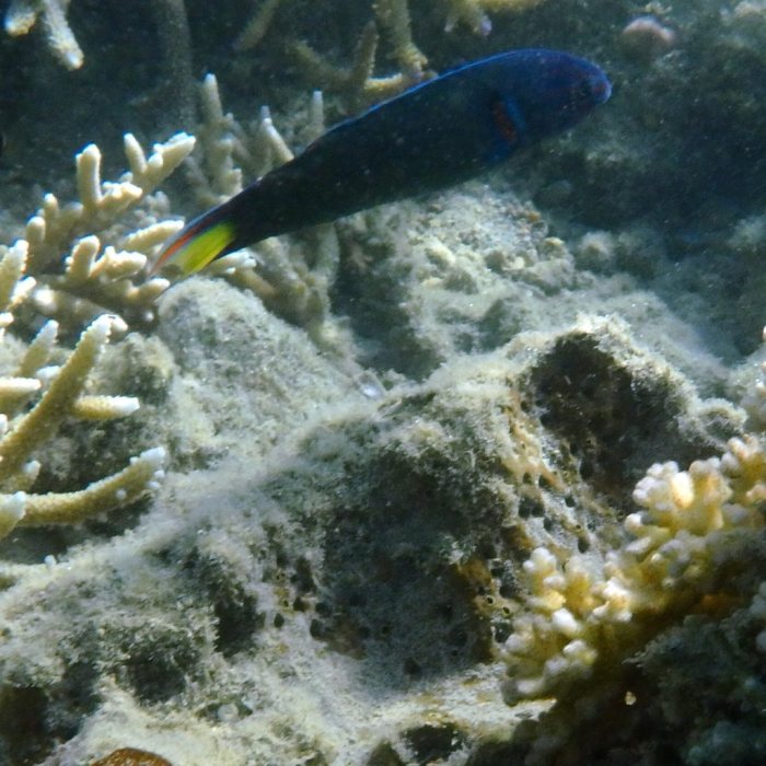 Thalassoma lunare