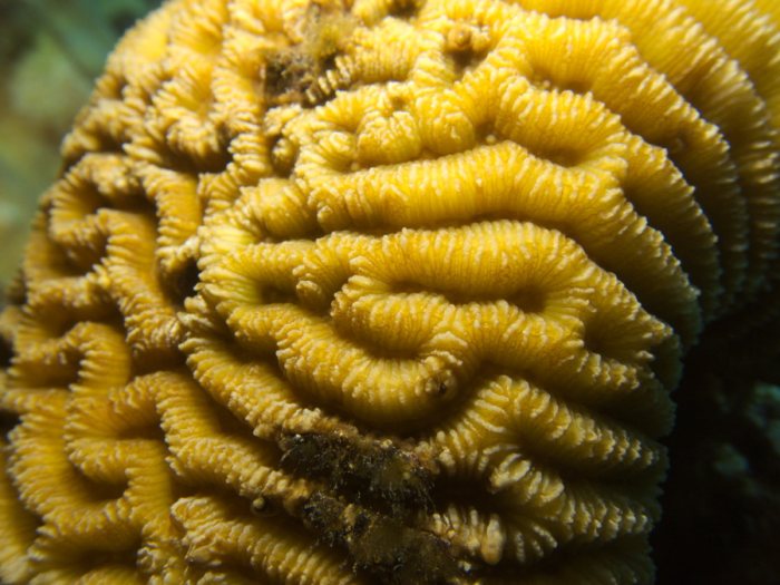 Corail dur