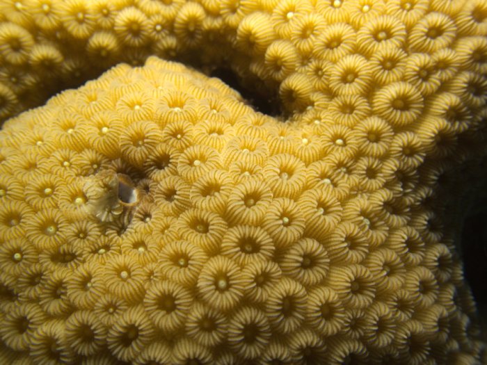 Corail dur