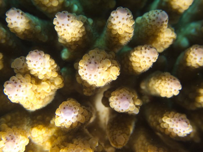 Corail dur