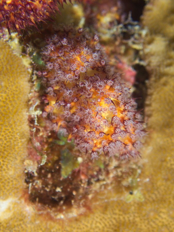 Corail dur