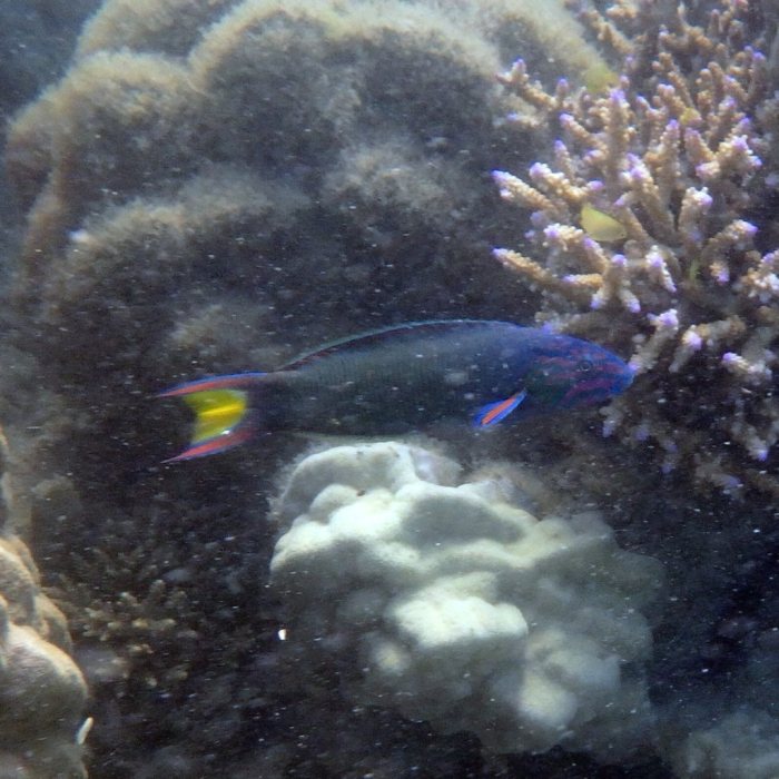 Thalassoma lunare