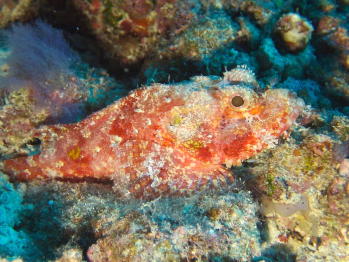 Scorpaenopsis possi