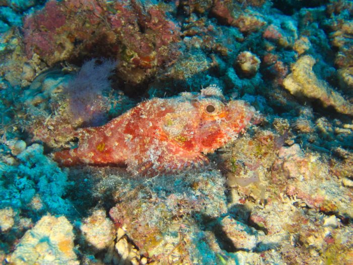 Scorpaenopsis possi