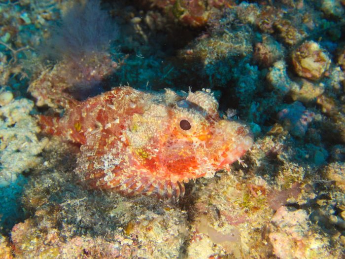Scorpaenopsis possi