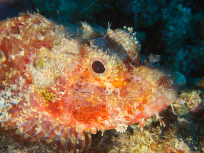 Scorpaenopsis possi