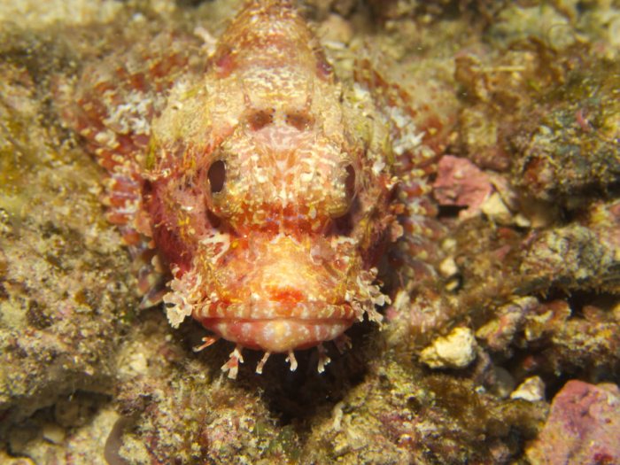 Scorpaenopsis possi