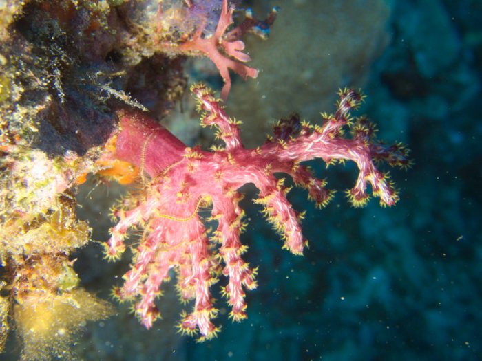 Corail mou