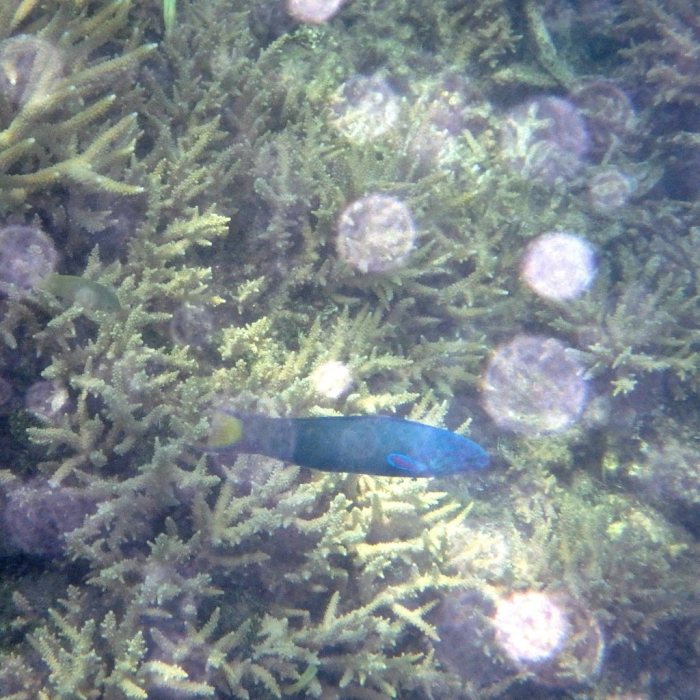 Thalassoma lunare