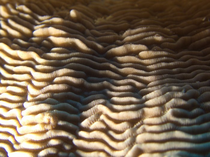 Corail dur