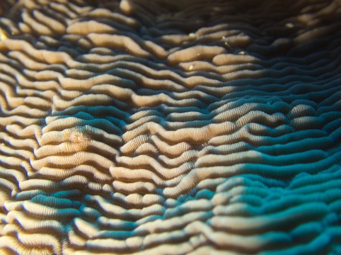 Corail dur